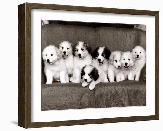 Pyrenean Mountain Dog Puppies, January 1986-null-Framed Photographic Print