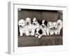Pyrenean Mountain Dog Puppies, January 1986-null-Framed Photographic Print
