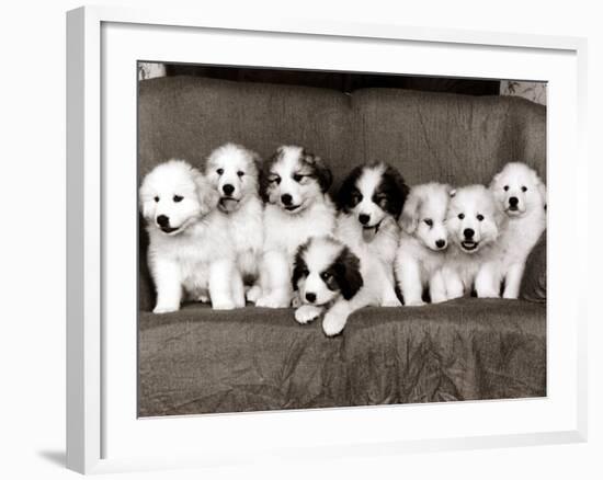 Pyrenean Mountain Dog Puppies, January 1986-null-Framed Photographic Print