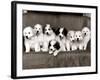 Pyrenean Mountain Dog Puppies, January 1986-null-Framed Photographic Print