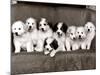 Pyrenean Mountain Dog Puppies, January 1986-null-Mounted Photographic Print