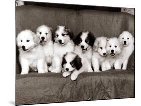 Pyrenean Mountain Dog Puppies, January 1986-null-Mounted Photographic Print