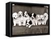 Pyrenean Mountain Dog Puppies, January 1986-null-Framed Stretched Canvas