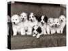 Pyrenean Mountain Dog Puppies, January 1986-null-Stretched Canvas