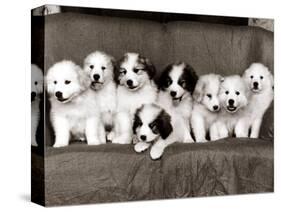 Pyrenean Mountain Dog Puppies, January 1986-null-Stretched Canvas