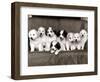 Pyrenean Mountain Dog Puppies, January 1986-null-Framed Photographic Print