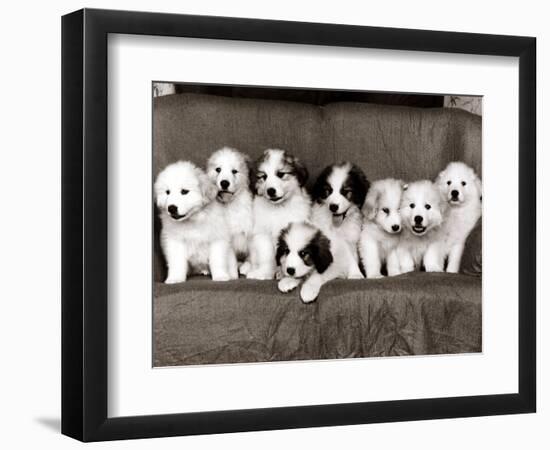 Pyrenean Mountain Dog Puppies, January 1986-null-Framed Photographic Print