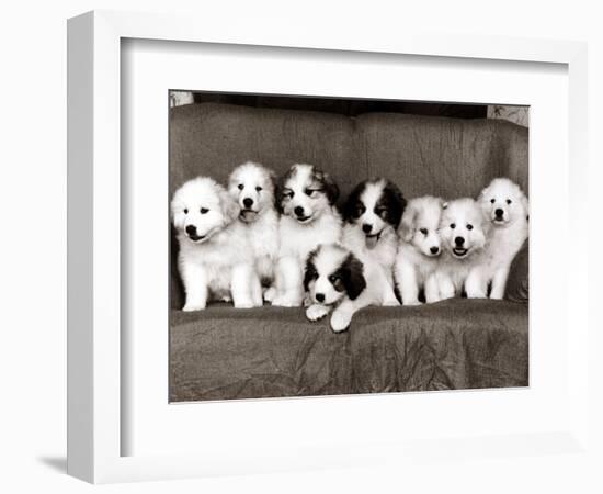 Pyrenean Mountain Dog Puppies, January 1986-null-Framed Photographic Print