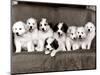 Pyrenean Mountain Dog Puppies, January 1986-null-Mounted Photographic Print