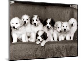 Pyrenean Mountain Dog Puppies, January 1986-null-Mounted Photographic Print