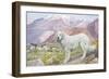 Pyrenean Sheep Dog-null-Framed Art Print