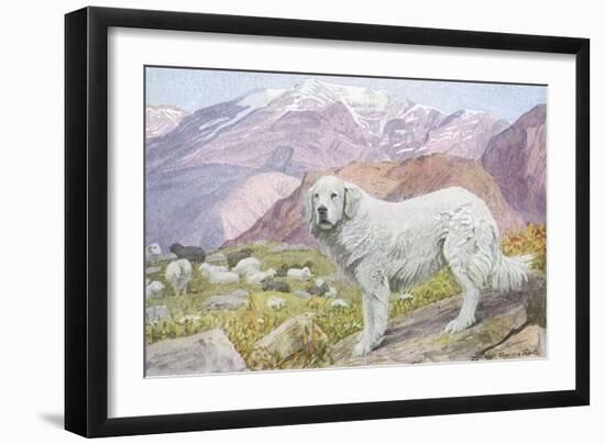 Pyrenean Sheep Dog-null-Framed Art Print