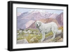 Pyrenean Sheep Dog-null-Framed Art Print