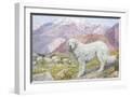 White Frame
