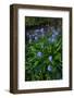 Pyrenean squill, Biscay, Basque Country, Spain-Juan Carlos Munoz-Framed Photographic Print