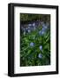 Pyrenean squill, Biscay, Basque Country, Spain-Juan Carlos Munoz-Framed Photographic Print