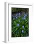 Pyrenean squill, Biscay, Basque Country, Spain-Juan Carlos Munoz-Framed Photographic Print