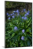 Pyrenean squill, Biscay, Basque Country, Spain-Juan Carlos Munoz-Mounted Photographic Print