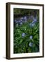 Pyrenean squill, Biscay, Basque Country, Spain-Juan Carlos Munoz-Framed Photographic Print