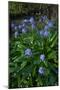 Pyrenean squill, Biscay, Basque Country, Spain-Juan Carlos Munoz-Mounted Photographic Print