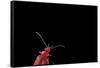 Pyrochroa Coccinea (Cardinal Beetle)-Paul Starosta-Framed Stretched Canvas