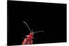 Pyrochroa Coccinea (Cardinal Beetle)-Paul Starosta-Stretched Canvas