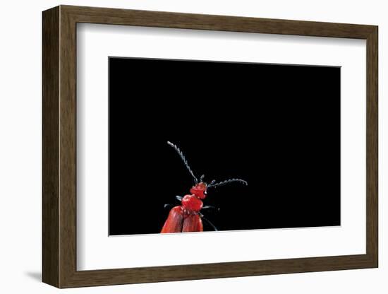 Pyrochroa Coccinea (Cardinal Beetle)-Paul Starosta-Framed Photographic Print