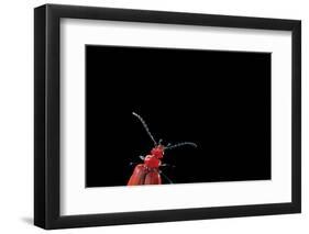 Pyrochroa Coccinea (Cardinal Beetle)-Paul Starosta-Framed Photographic Print