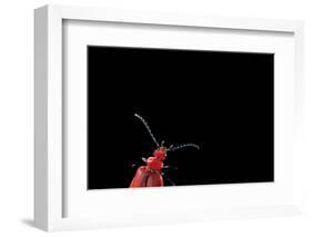 Pyrochroa Coccinea (Cardinal Beetle)-Paul Starosta-Framed Photographic Print