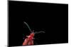 Pyrochroa Coccinea (Cardinal Beetle)-Paul Starosta-Mounted Photographic Print