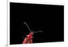 Pyrochroa Coccinea (Cardinal Beetle)-Paul Starosta-Framed Photographic Print