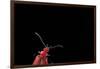 Pyrochroa Coccinea (Cardinal Beetle)-Paul Starosta-Framed Photographic Print