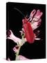 Pyrochroa Serraticornis (Scarlet Lily Beetle)-Paul Starosta-Stretched Canvas