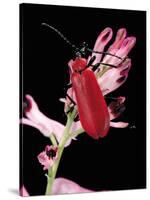 Pyrochroa Serraticornis (Scarlet Lily Beetle)-Paul Starosta-Stretched Canvas