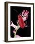 Pyrochroa Serraticornis (Scarlet Lily Beetle)-Paul Starosta-Framed Photographic Print