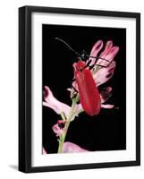 Pyrochroa Serraticornis (Scarlet Lily Beetle)-Paul Starosta-Framed Photographic Print