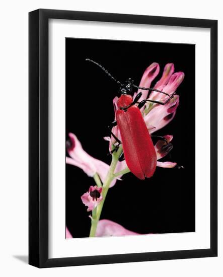 Pyrochroa Serraticornis (Scarlet Lily Beetle)-Paul Starosta-Framed Photographic Print