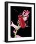 Pyrochroa Serraticornis (Scarlet Lily Beetle)-Paul Starosta-Framed Photographic Print