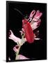 Pyrochroa Serraticornis (Scarlet Lily Beetle)-Paul Starosta-Framed Photographic Print