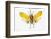 Pyrops Cyanirostris Flying Insect in the Fulgoridae Family from Asia-Darrell Gulin-Framed Photographic Print