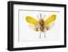 Pyrops Cyanirostris Flying Insect in the Fulgoridae Family from Asia-Darrell Gulin-Framed Photographic Print