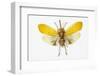 Pyrops Cyanirostris Flying Insect in the Fulgoridae Family from Asia-Darrell Gulin-Framed Photographic Print