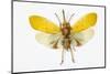 Pyrops Cyanirostris Flying Insect in the Fulgoridae Family from Asia-Darrell Gulin-Mounted Photographic Print