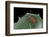 Pyrrhidium Sanguineum (Longhorn Beetle)-Paul Starosta-Framed Photographic Print