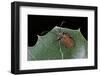 Pyrrhidium Sanguineum (Longhorn Beetle)-Paul Starosta-Framed Photographic Print