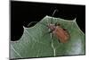 Pyrrhidium Sanguineum (Longhorn Beetle)-Paul Starosta-Mounted Photographic Print