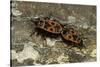 Pyrrhocoris Apterus (Firebug) Mating-Paul Starosta-Stretched Canvas