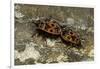 Pyrrhocoris Apterus (Firebug) Mating-Paul Starosta-Framed Photographic Print