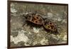 Pyrrhocoris Apterus (Firebug) Mating-Paul Starosta-Framed Photographic Print