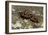 Pyrrhocoris Apterus (Firebug) Mating-Paul Starosta-Framed Photographic Print